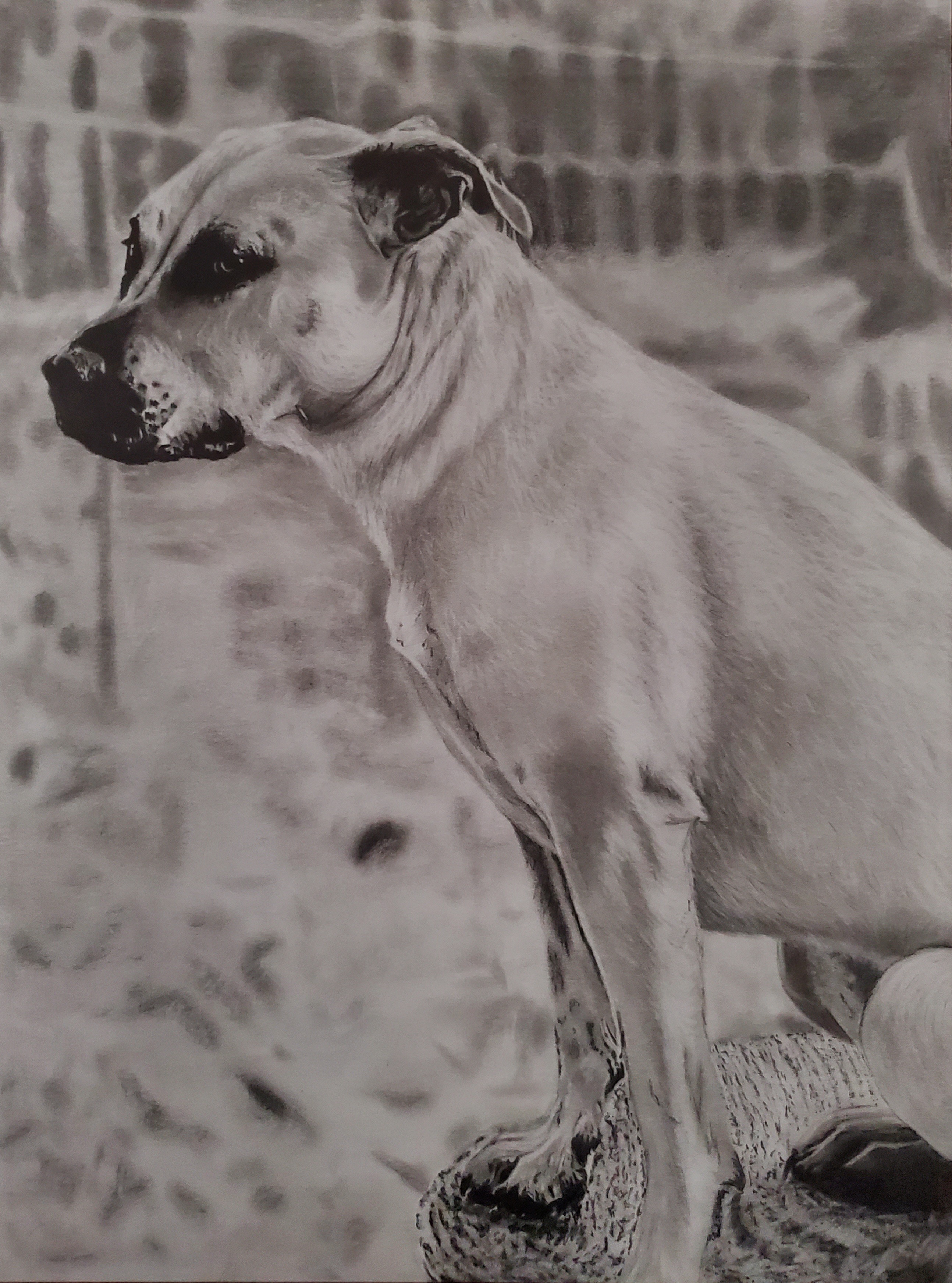 Graphite Portrait Example